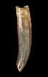 Rebbachisaurus Tooth - Sauropod Dinosaur #63607-1